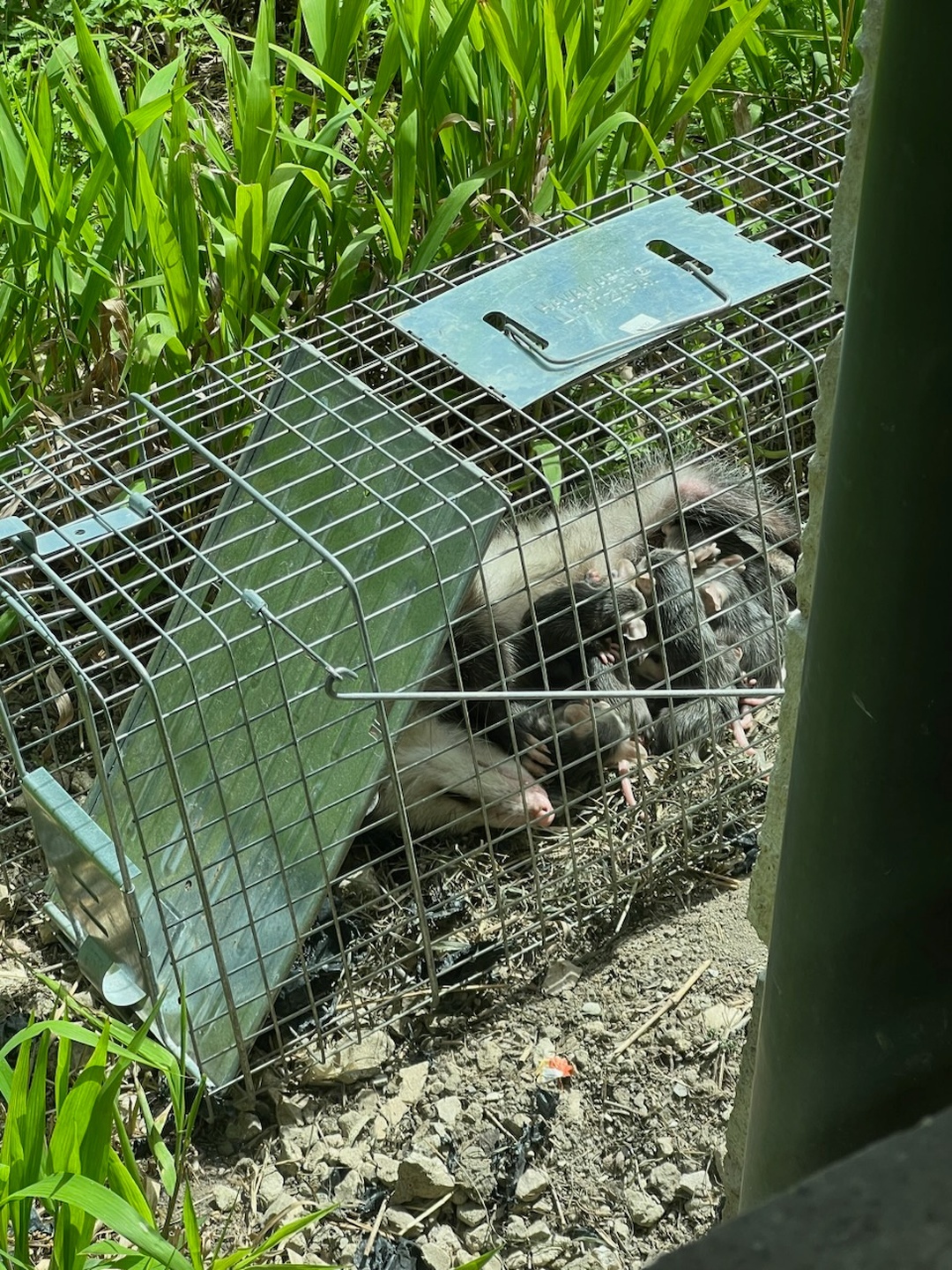 Opossum Trapping & Removal Relocation