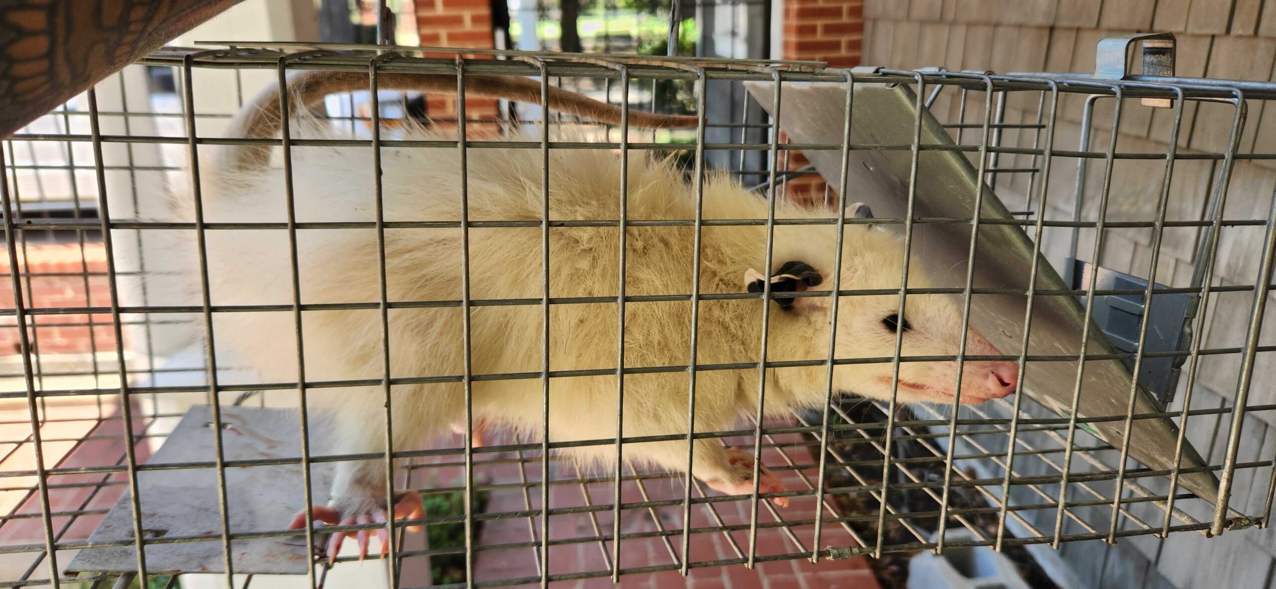 Opossum Trapping and Removal Trapping