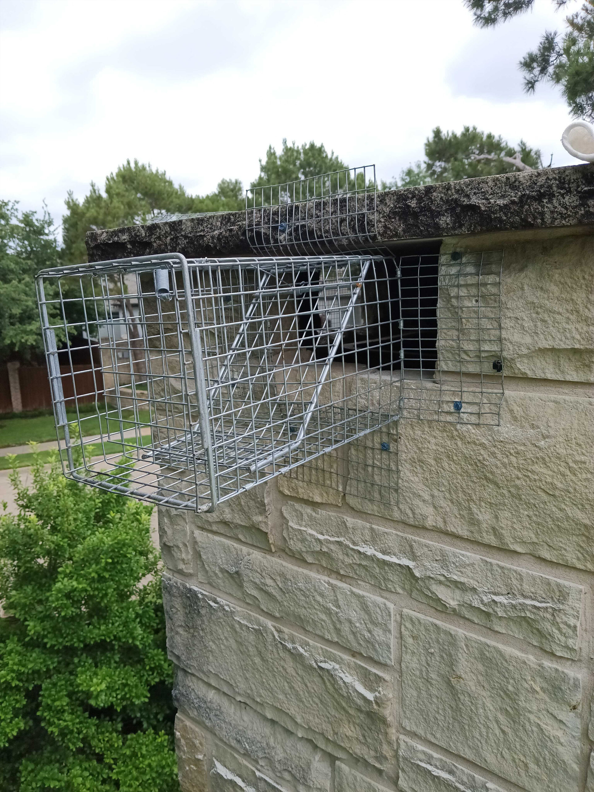 Raccoon Removal Trapping