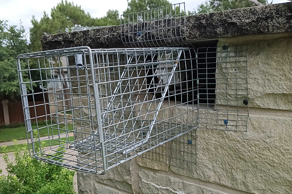 Raccoon Removal Trapping