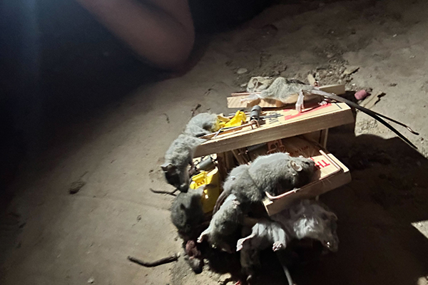 Rat Exterminator Trapping