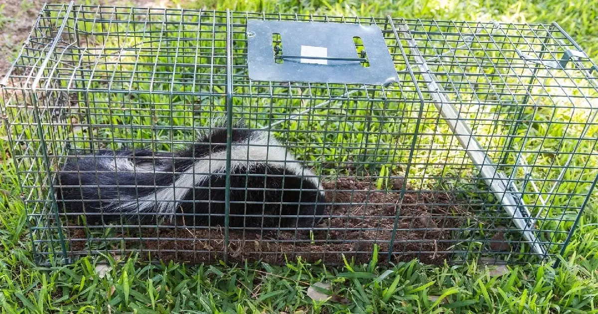 Skunk Trapping 2