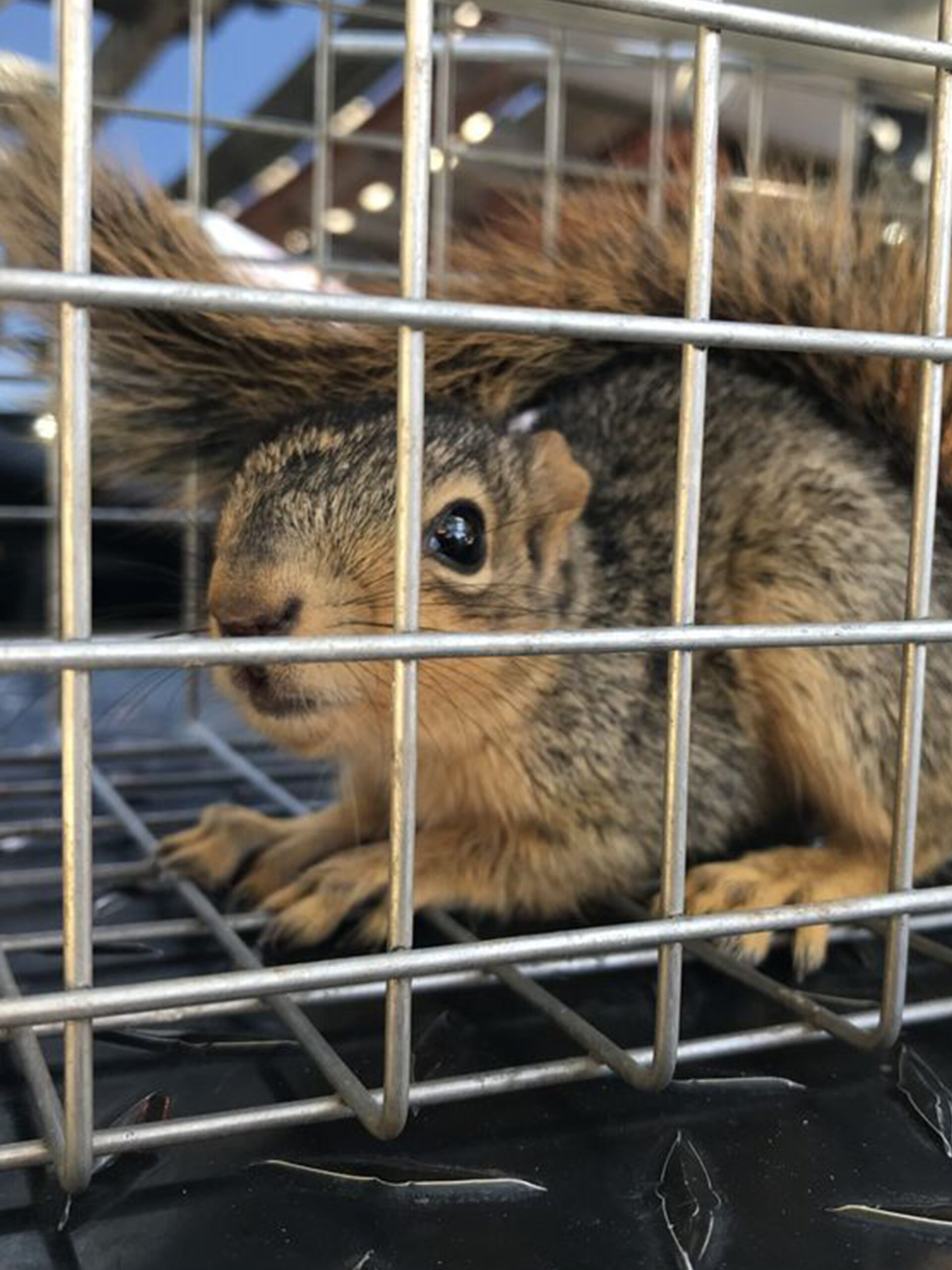 Squirrel Removal Trapping