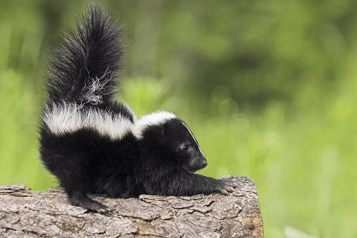 skunk trapping removal